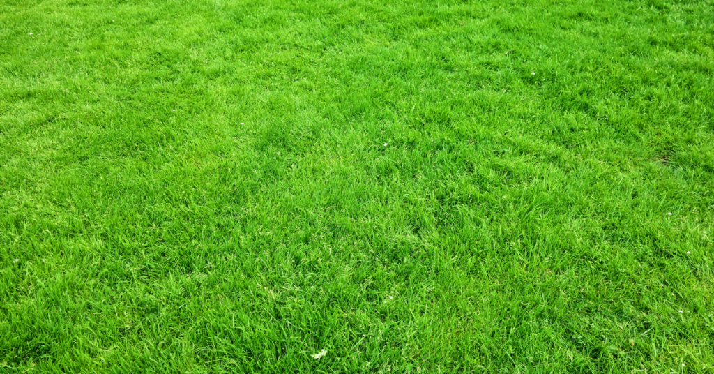 Unmasking Illusion: Why the Grass May Seem Greener and How to See Reality