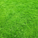 Unmasking Illusion: Why the Grass May Seem Greener and How to See Reality